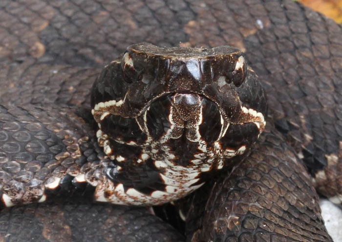 Western Cottonmouth
